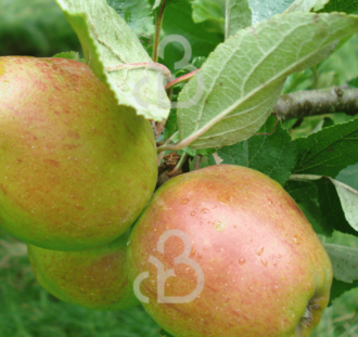 Malus d. 'Keuleman' | Appelboom