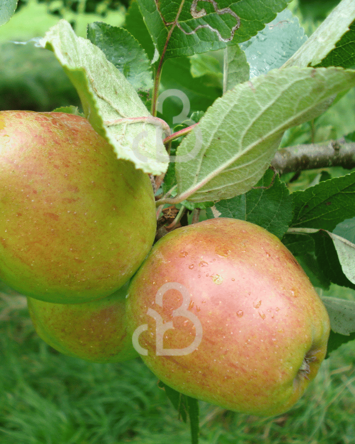 Malus d. 'Keuleman' | Appelboom