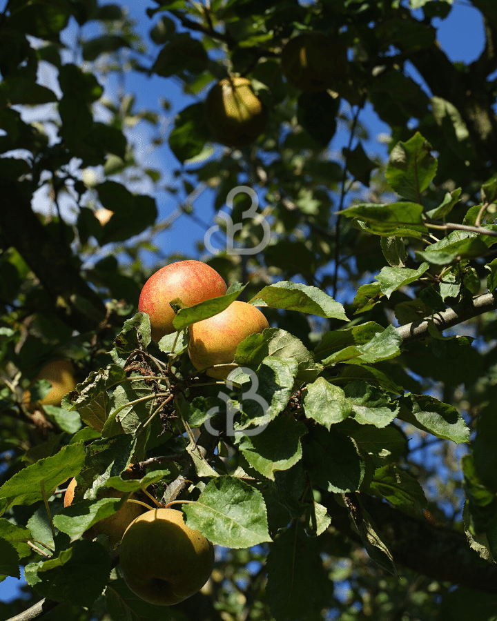 Malus d. 'Keuleman' | Appelboom