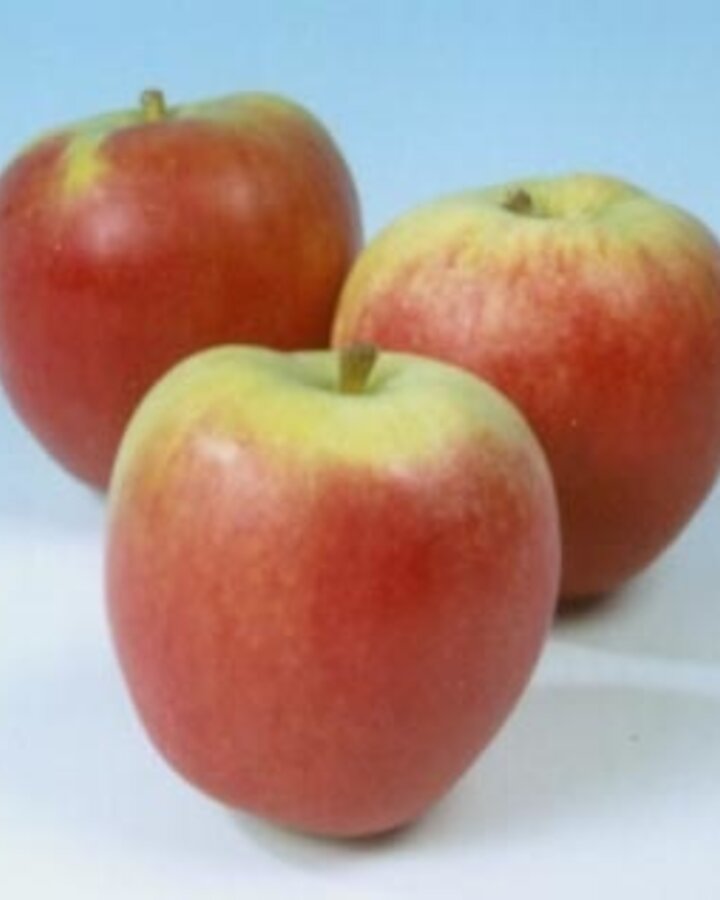 Malus d. 'Katja' | Appelboom