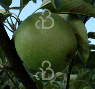 Malus d. 'Jasappel' | Appelboom