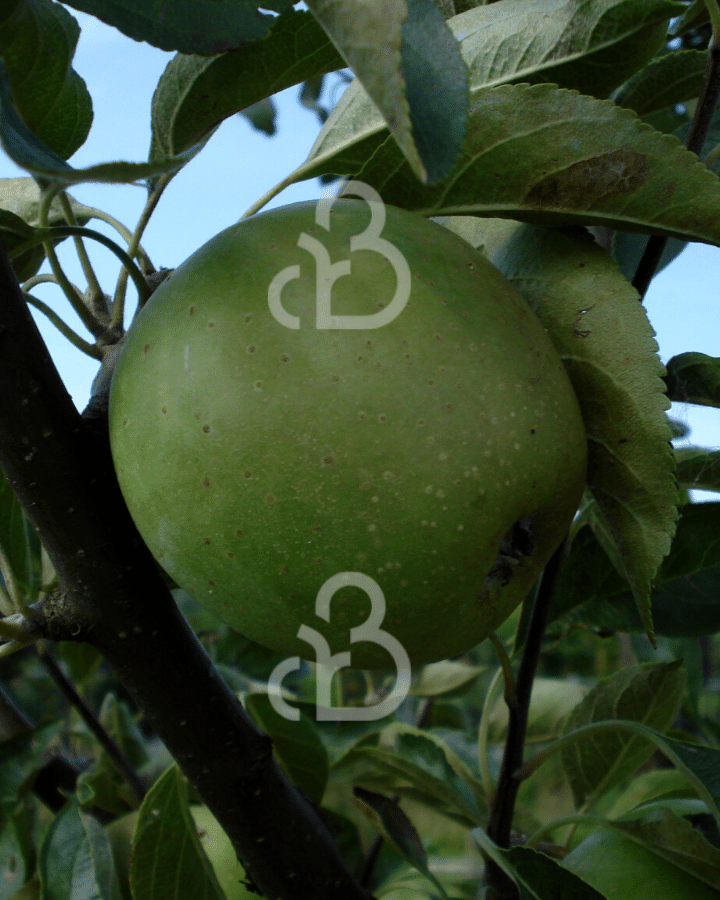 Malus d. 'Jasappel' | Appelboom