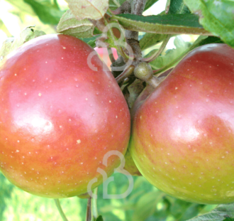 Malus d. 'Jan Steen' | Appelboom