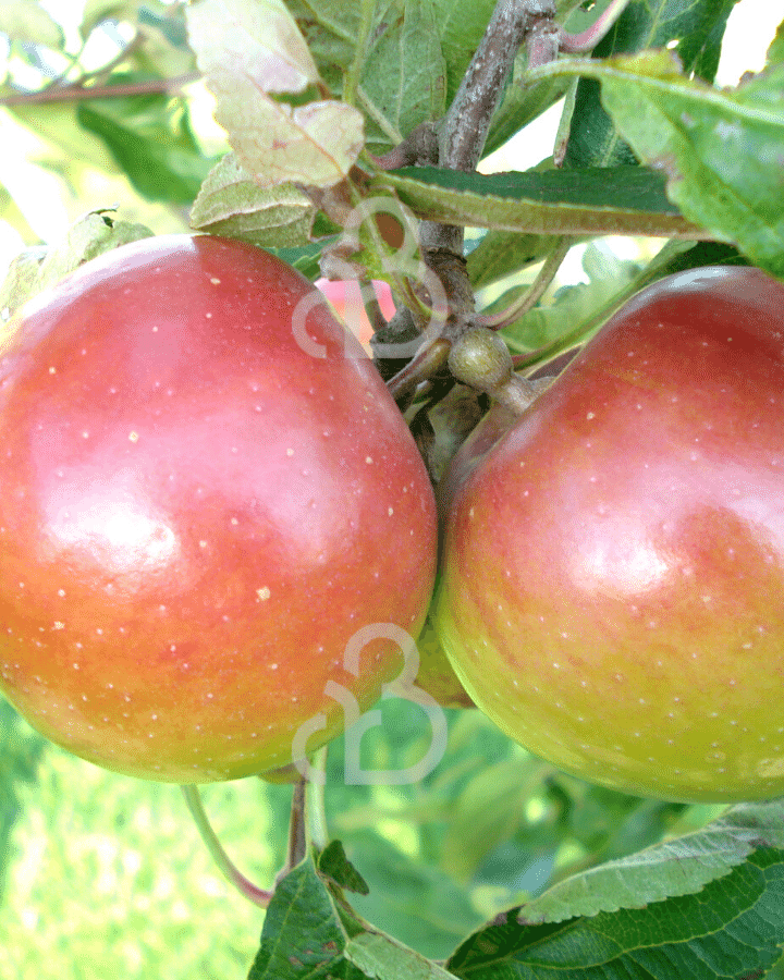 Malus d. 'Jan Steen' | Appelboom