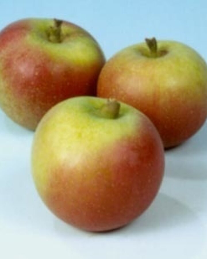 Malus d. 'Jan Steen' | Appelboom