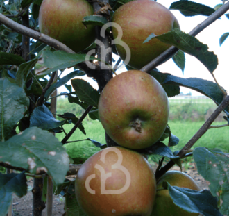 Malus d. 'Idared' | Appelboom