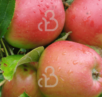 Malus d. 'Groninger Kroon' | Appelboom