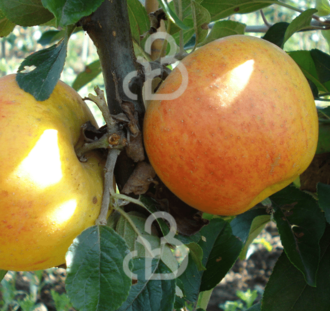 Malus d. 'Golden Pearmain' | Appelboom