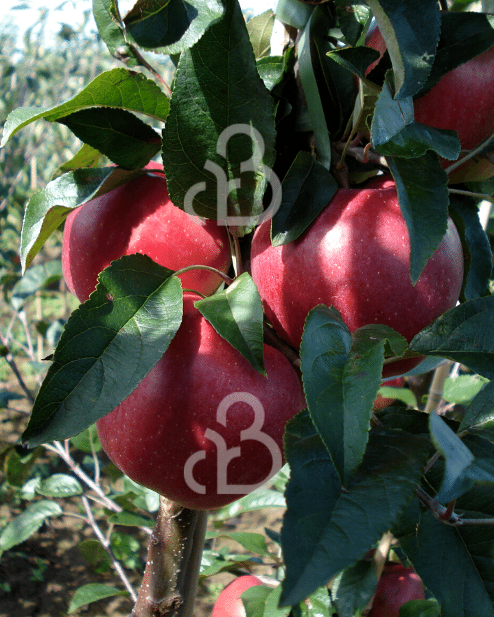 Malus d. 'Gloster' | Appelboom