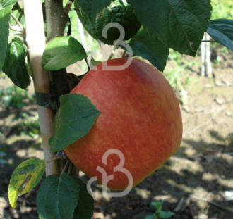 Malus d. 'Glorie van Holland' | Appelboom