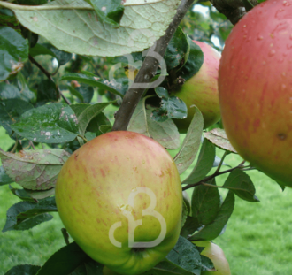 Malus d. 'Franse Bellefleur' | Appelboom