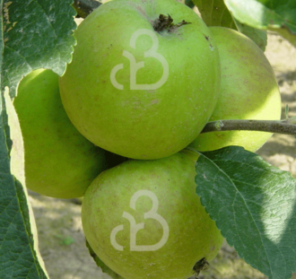 Malus d. 'Dubbele Binderzoet'  | Appelboom