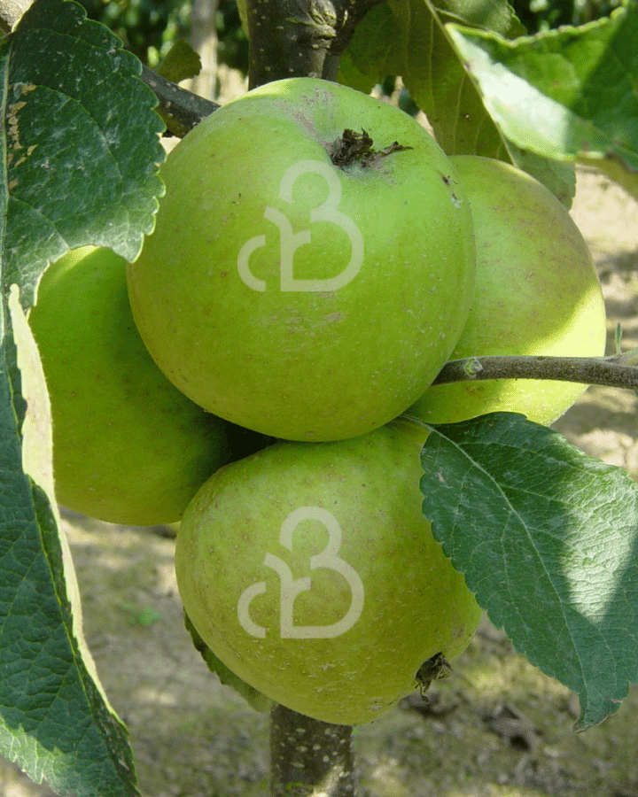 Malus d. 'Dubbele Binderzoet'  | Appelboom