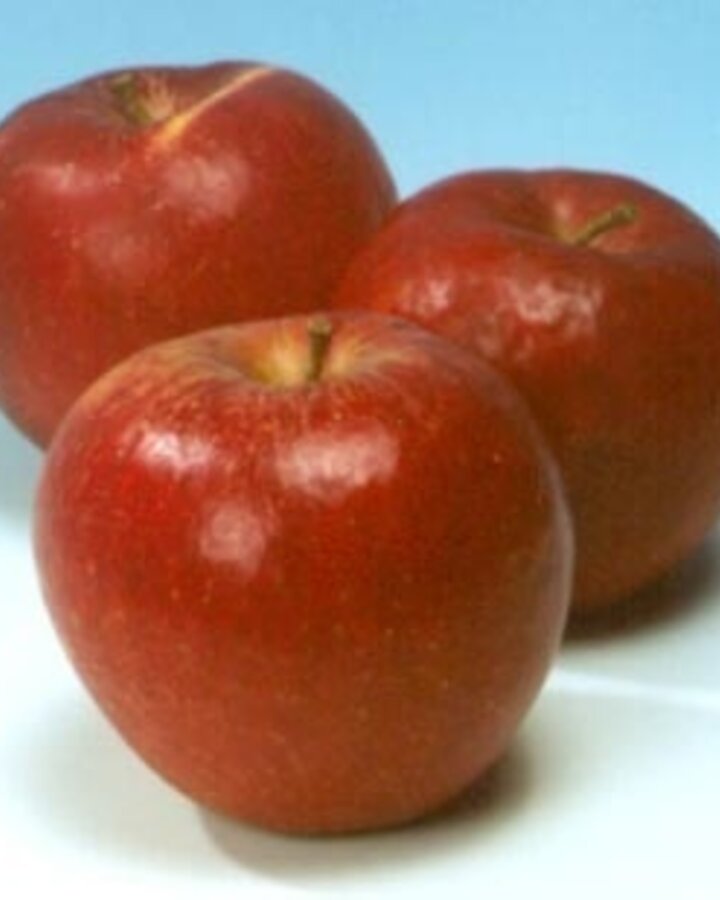 Malus d. 'Decosta' | Appelboom