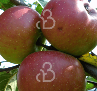 Malus d. 'Cox's Orange Pippin' | Appelboom