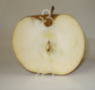 Malus d. 'Campagnezoet' | Appelboom