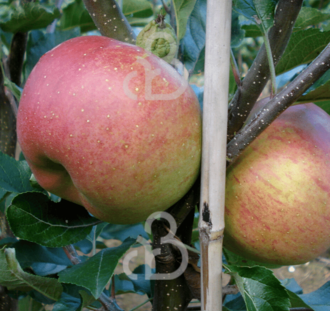 Malus d. 'Brabant Bellefleur' | Appelboom