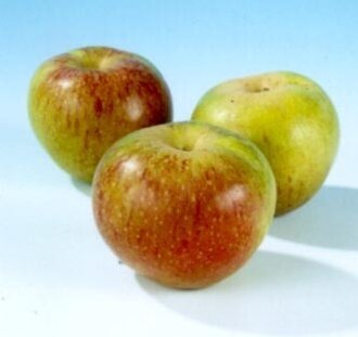 Malus d. 'Bloemeezoet' | Appelboom