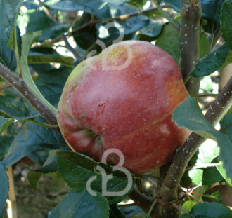 Malus d. 'Beauty of Bath' | Appelboom