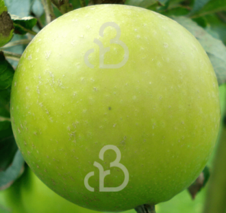 Malus d. 'Ananas Reinette' | Appelboom