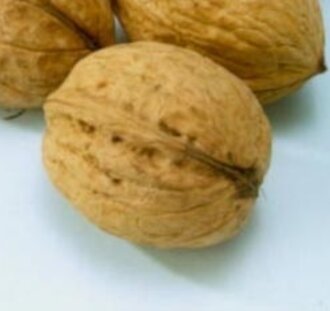 Juglans regia 'Nr 16' | Notenboom