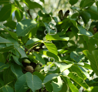 Juglans regia 'Chandler' | Notenboom