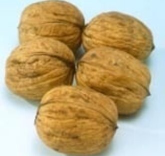 Juglans regia 'Coenen' | Notenboom