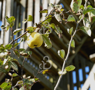 Cydonia oblonga 'Vranja' | Kweepeerboom