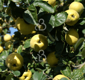 Cydonia oblonga 'Ludovic' | Kweepeerboom