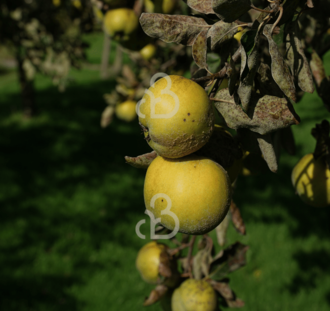 Cydonia oblonga 'Leskovacz' | Kweepeerboom