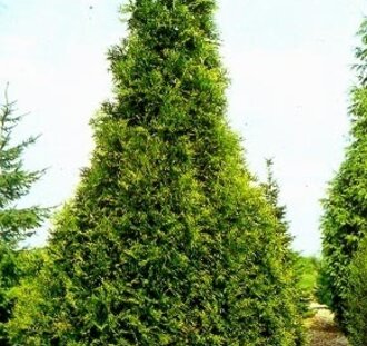 Thuja plicata 'Excelsa' | Levensboom  | Conifeer