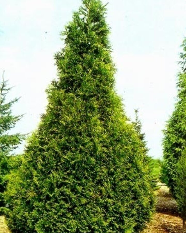 Thuja plicata 'Excelsa' | Levensboom  | Conifeer