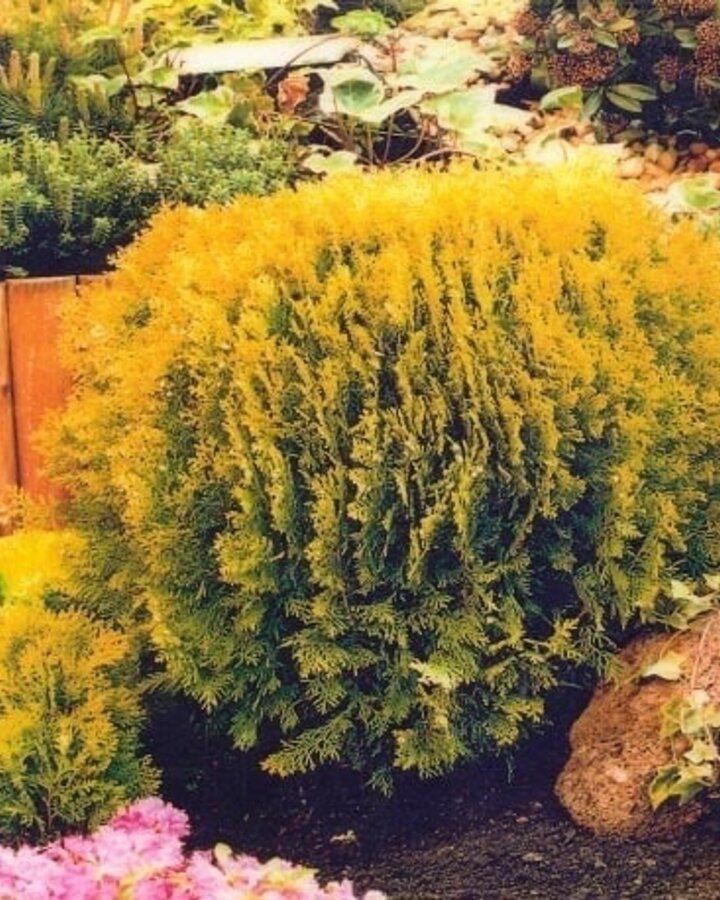 Thuja orient. 'Aurea Nana' | Levensboom  | Conifeer