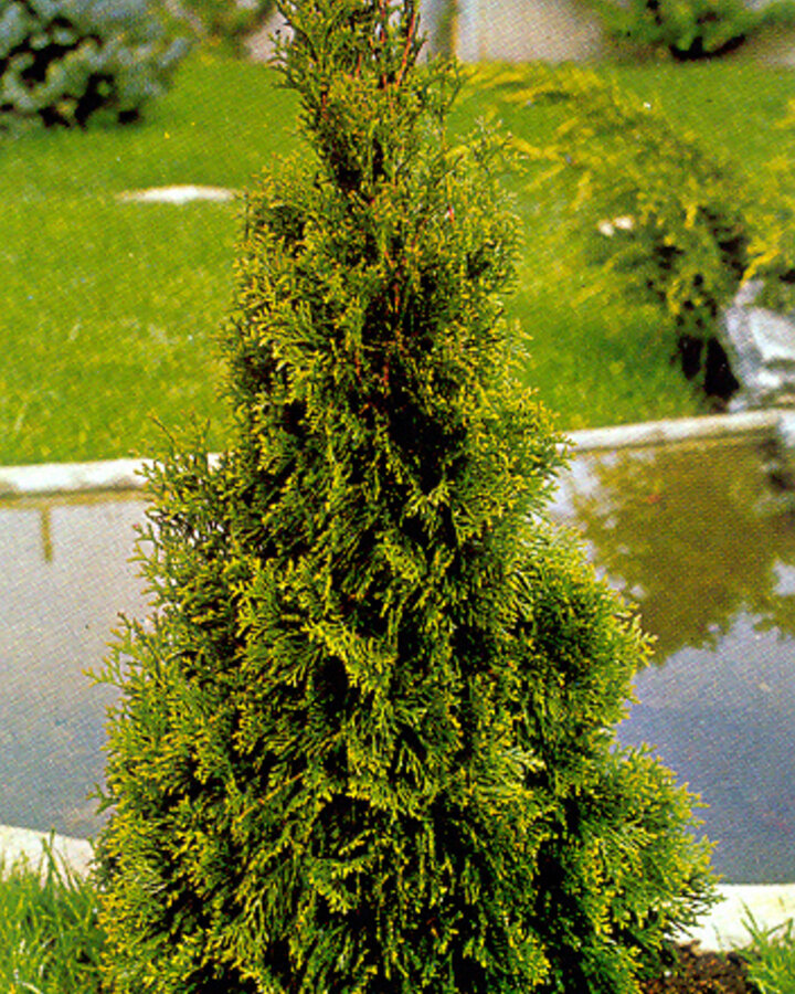 Thuja occ. 'Smaragd' | Levensboom  | Conifeer