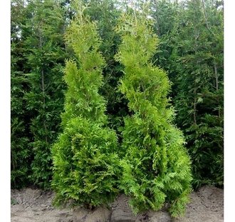 Thuja occ. 'Brabant' | Levensboom  | Conifeer