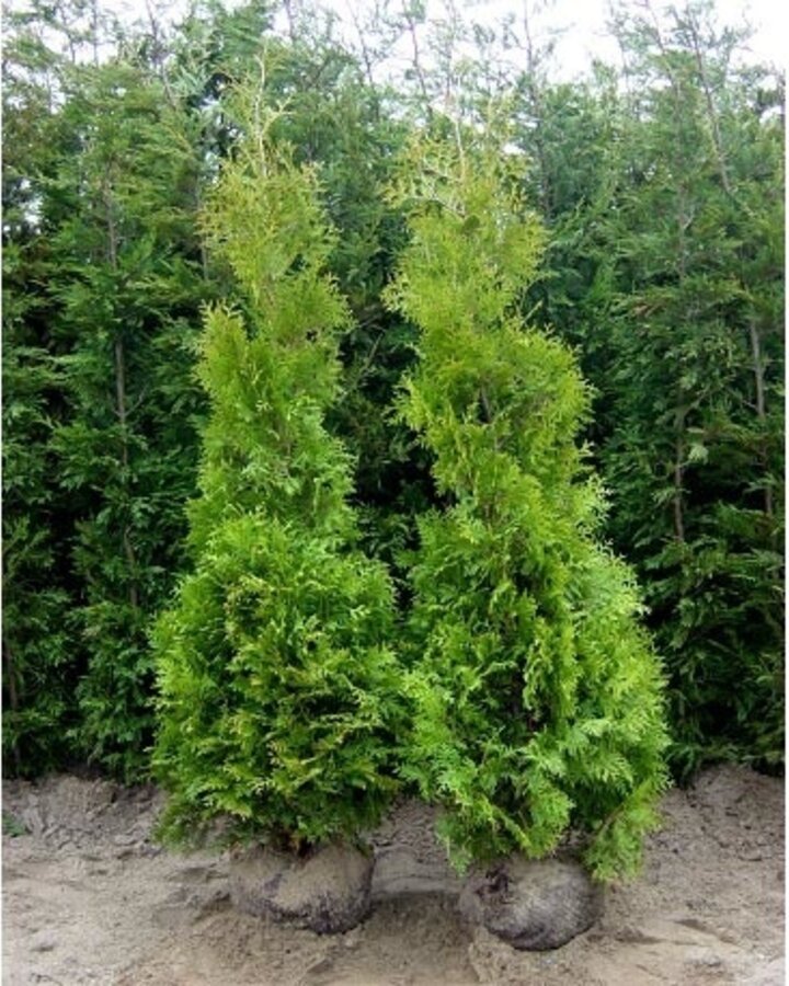 Thuja occ. 'Brabant' | Levensboom | Conifeer