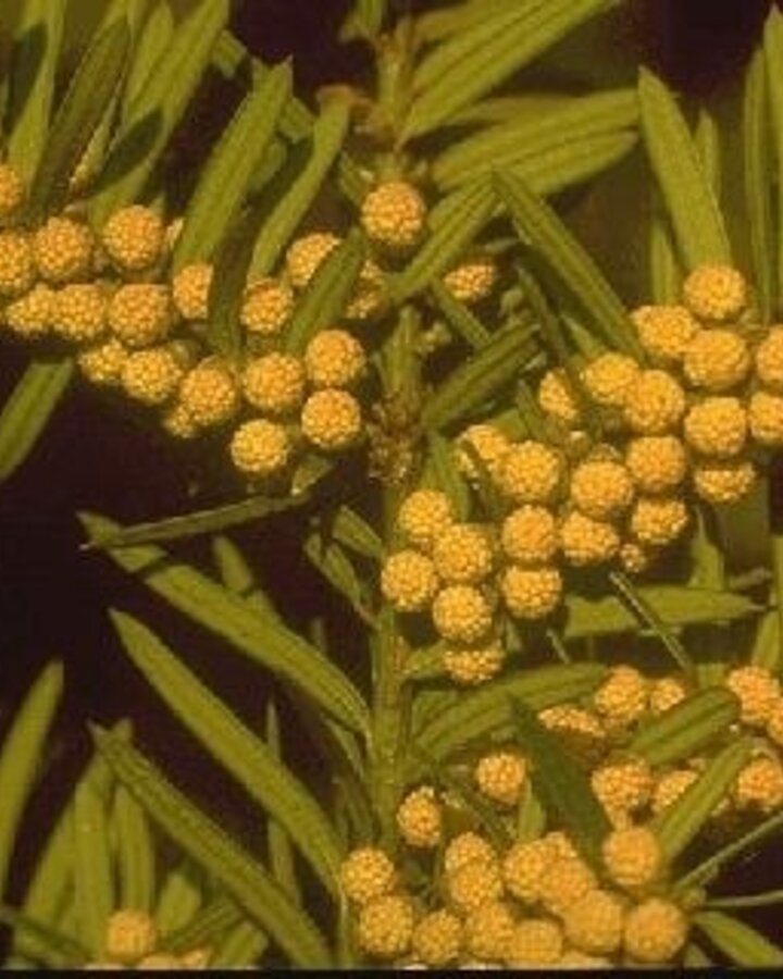Taxus baccata | Venijnboom  | Conifeer