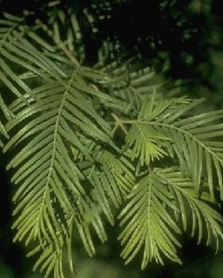Metasequoia glyptostroboides | Watercipres | Conifeer
