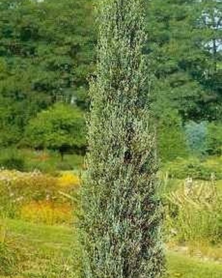 Juniperus scop. 'Skyrocket' | Jeneverbes | Conifeer