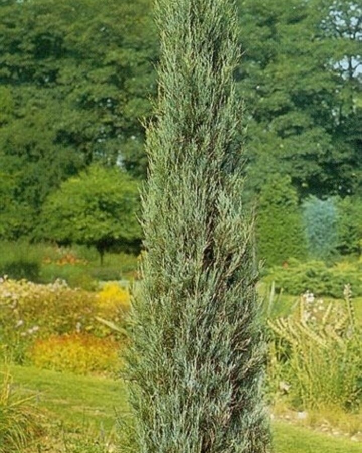 Juniperus scop. 'Blue Arrow' | Jeneverbes | Heester