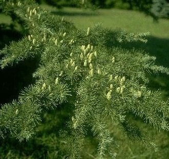 Cedrus deodara | Himalajaceder  | Conifeer