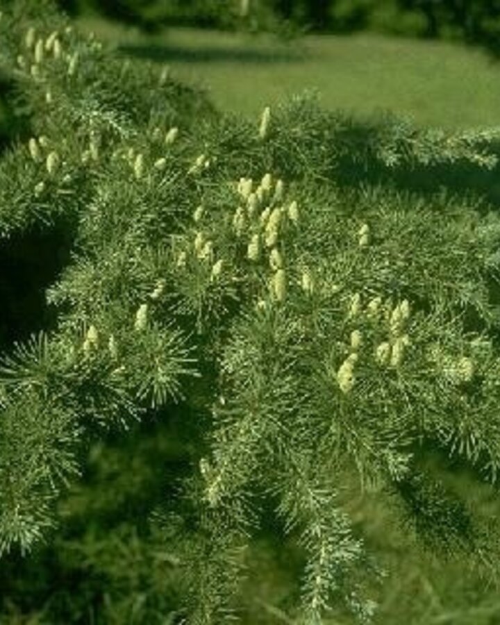 Cedrus deodara | Himalajaceder  | Conifeer
