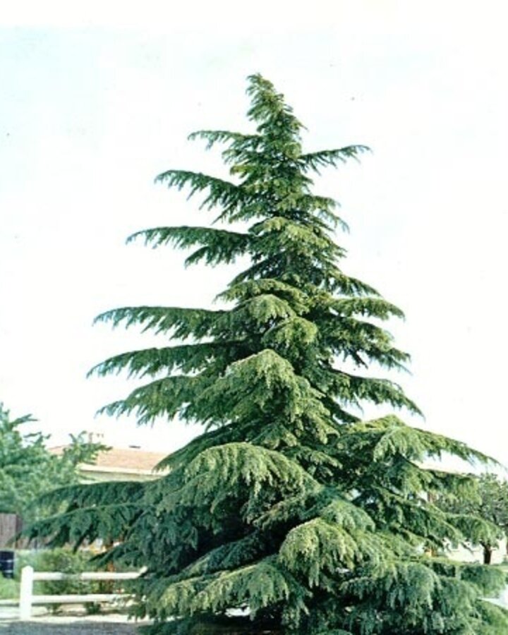 Cedrus deodara | Himalajaceder  | Conifeer