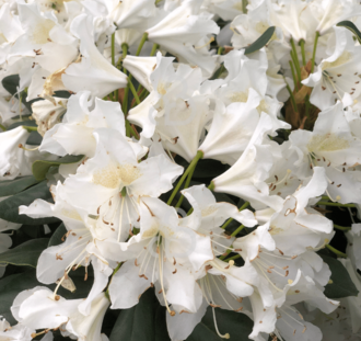Rhododendron 'Cunningham's White' | Alpenroos | Heester