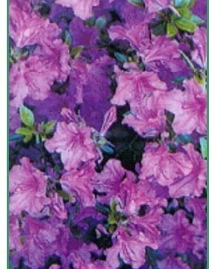 Azalea japonica | Rhododendron  | Heester