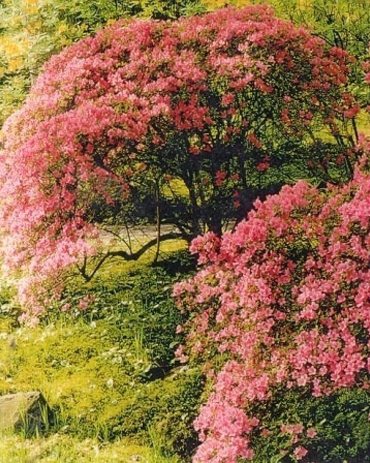 Azalea japonica | Rhododendron  | Heester