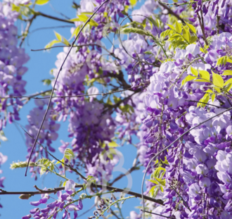 Wisteria sinensis 'Prolific' | Blauwe regen  | Klimplanten