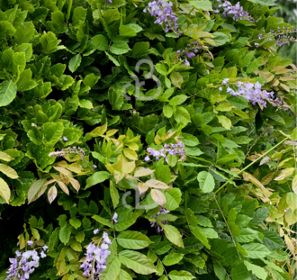 Wisteria sinensis | Blauwe regen  | Klimplanten