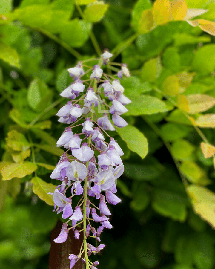 Wisteria sinensis | Blauwe regen  | Klimplanten