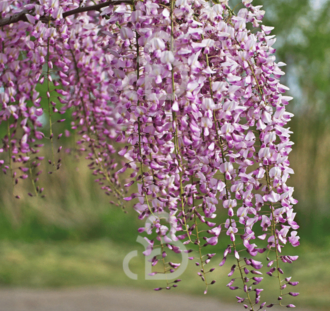 Wisteria flor. 'Rosea' | Roze regen  | Klimplanten